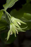 Yellow fairybells <BR>Yellow mandarin